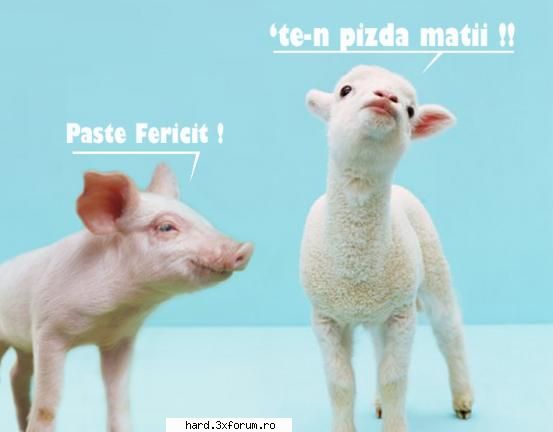 Poza zilei ... - Cum ar suna o discutie intre un miel si un - De toate pentru toti